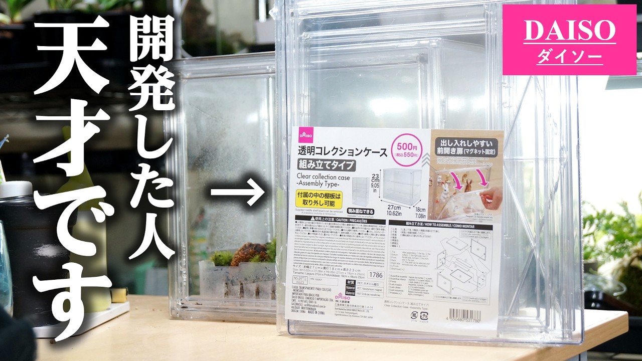 売り切れ続出！”100均神アイテム”で観葉植物が超元気に育ちます♪【ベゴニア】