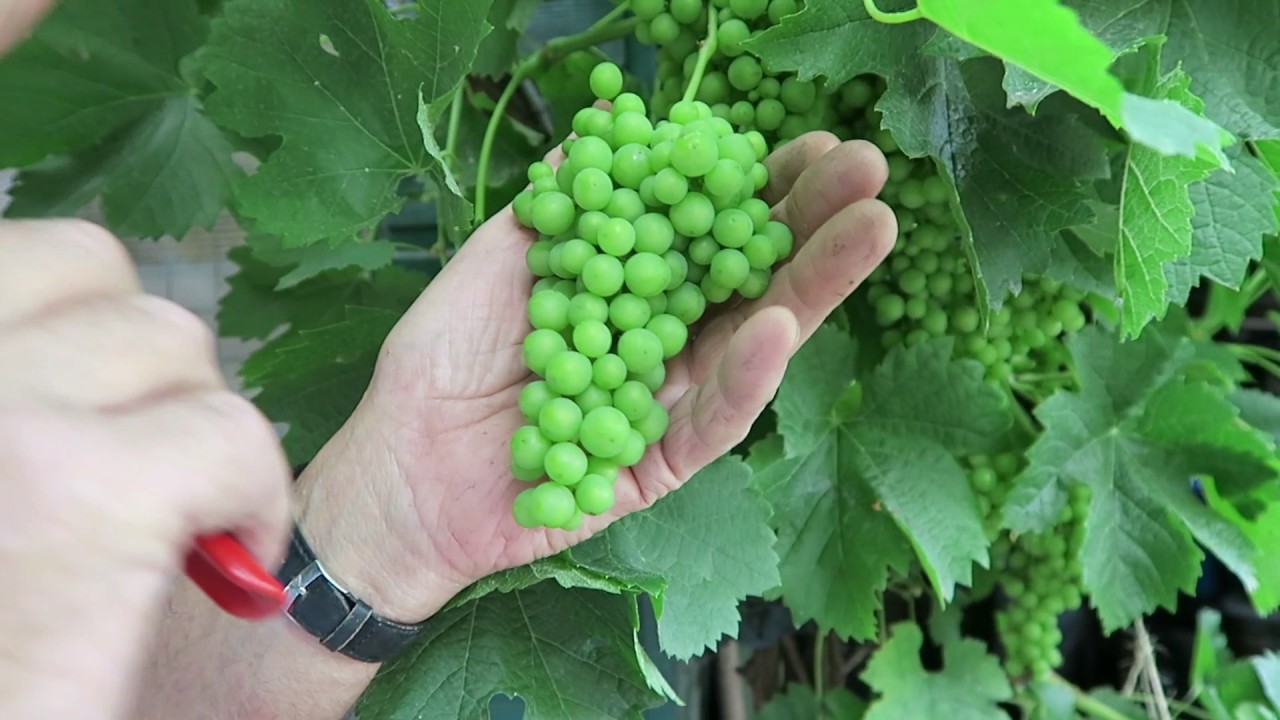 Summer Pruning Apple And Juniper, Thinned Grape Bunches On Vine.