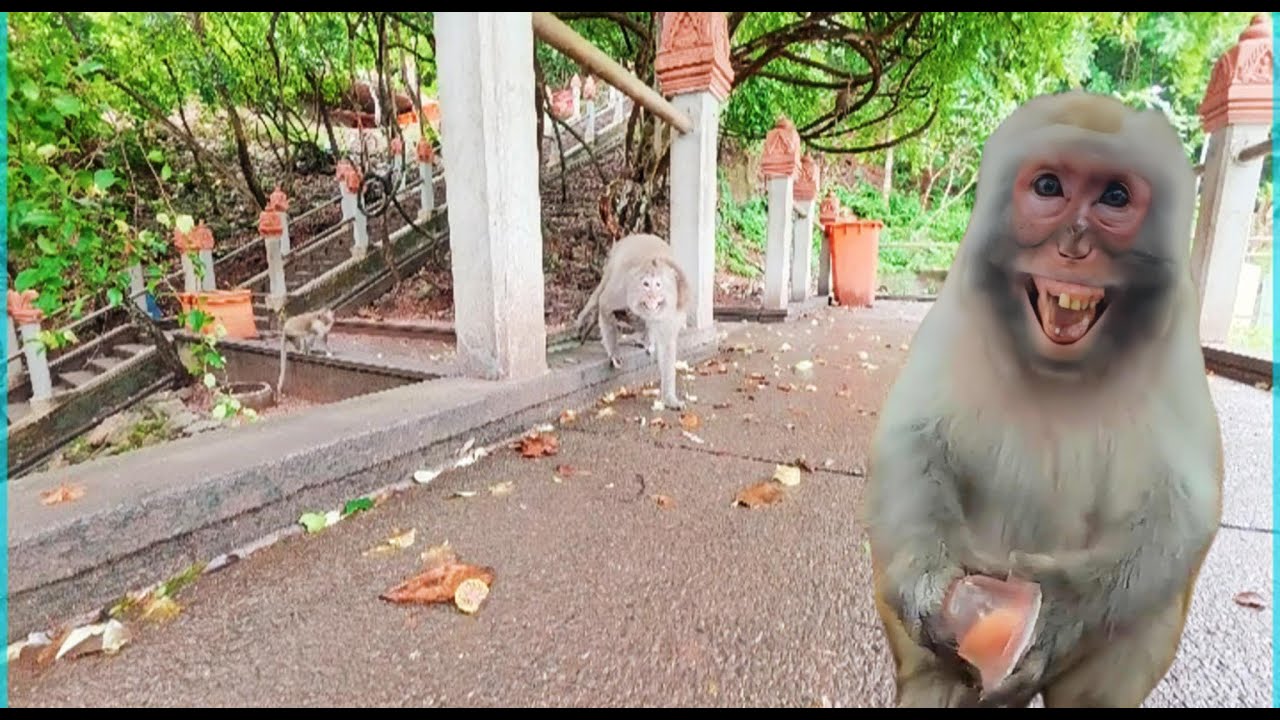 The monkeys on this mountain are very scared.#monkey #animals #pet 