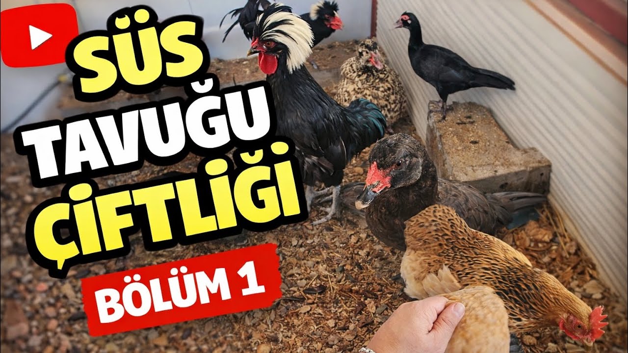 Süs Tavuğu Çiftliğimiz (Bölüm 1) 🐔 | Irklar, Bakım ve Günlük Hayat 