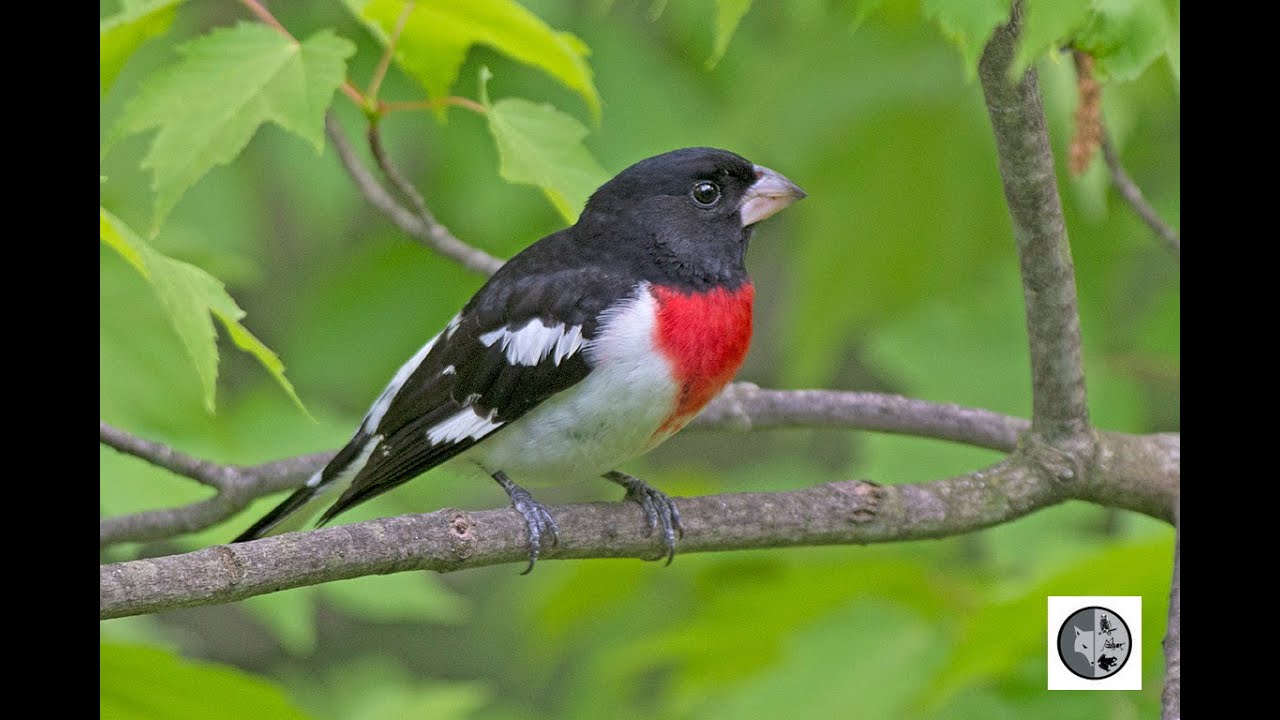 Chant et cri du Cardinal &agrave; poitrine rose/Song and call of the Rose-breasted Grosbeak