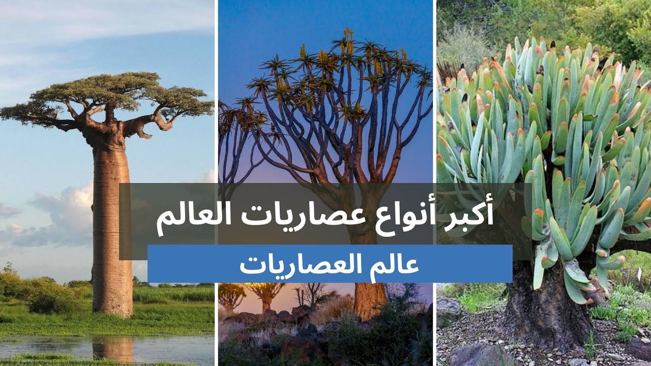 عالم الصباريات و العصاريات: أكبر أنواع عصاريات العالم