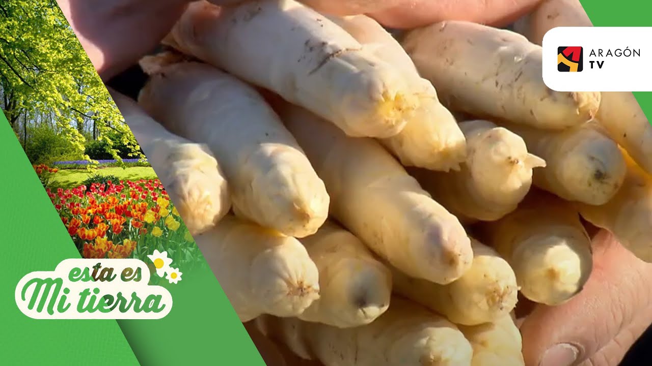 Recogida de espárragos en Novillas