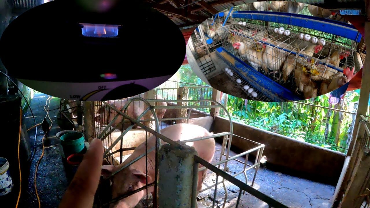 UPDATE SA MANOKAN, BABOYAN AT BIOGAS | TERZAGHI TV
