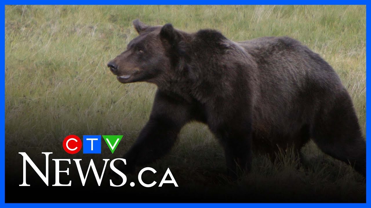 B.C. Premier thanks teachers for heroism during Bella Coola grizzly bear attack
