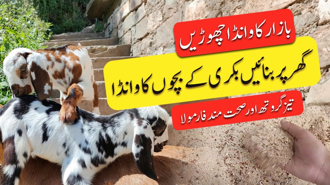 Top Starter Feed for Baby Goats / Baby Goat Feeding Guide