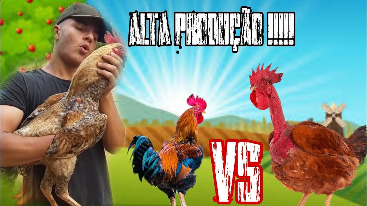 Frango caipira VS caipirão? Qual o melhor? VANTAGENS e DESVANTAGENS!!!!!!!