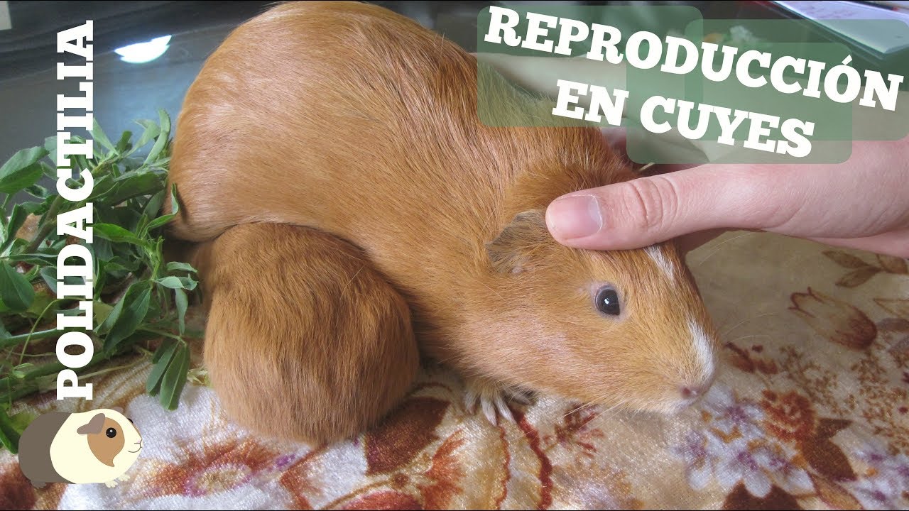 ¿Reproducción de cuyes o cobayas? ¿Cuánto dura su gestación? + Polidactilia | Las bestias de George