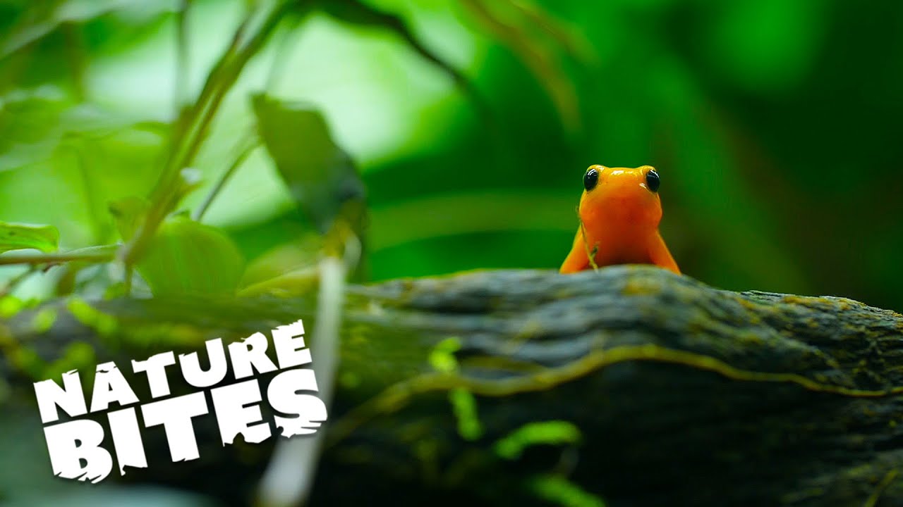 Mantella Frogs Learn How to Sing | Nature Bites