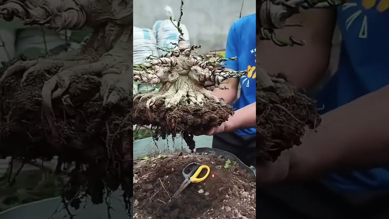 BONSAI WARU SUPER BOGEL #shorts #WARU#bonsaiwaru
