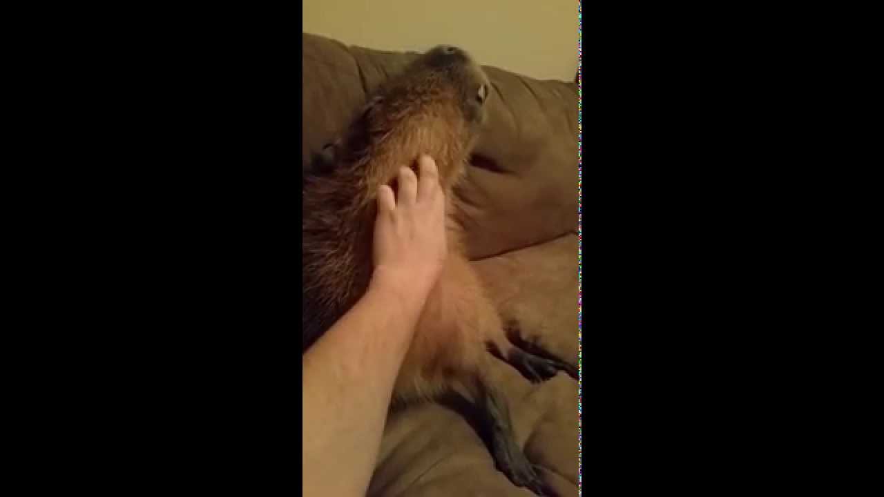 Capybara scratches are the best!