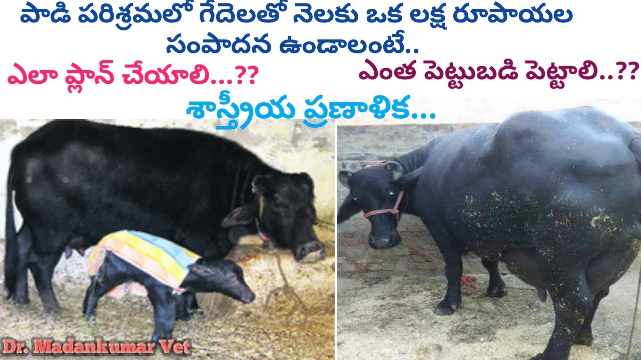How to Plan to Earn One lakh per Month in Buffalo Farming Telugu | Dr. Madankumar Vet