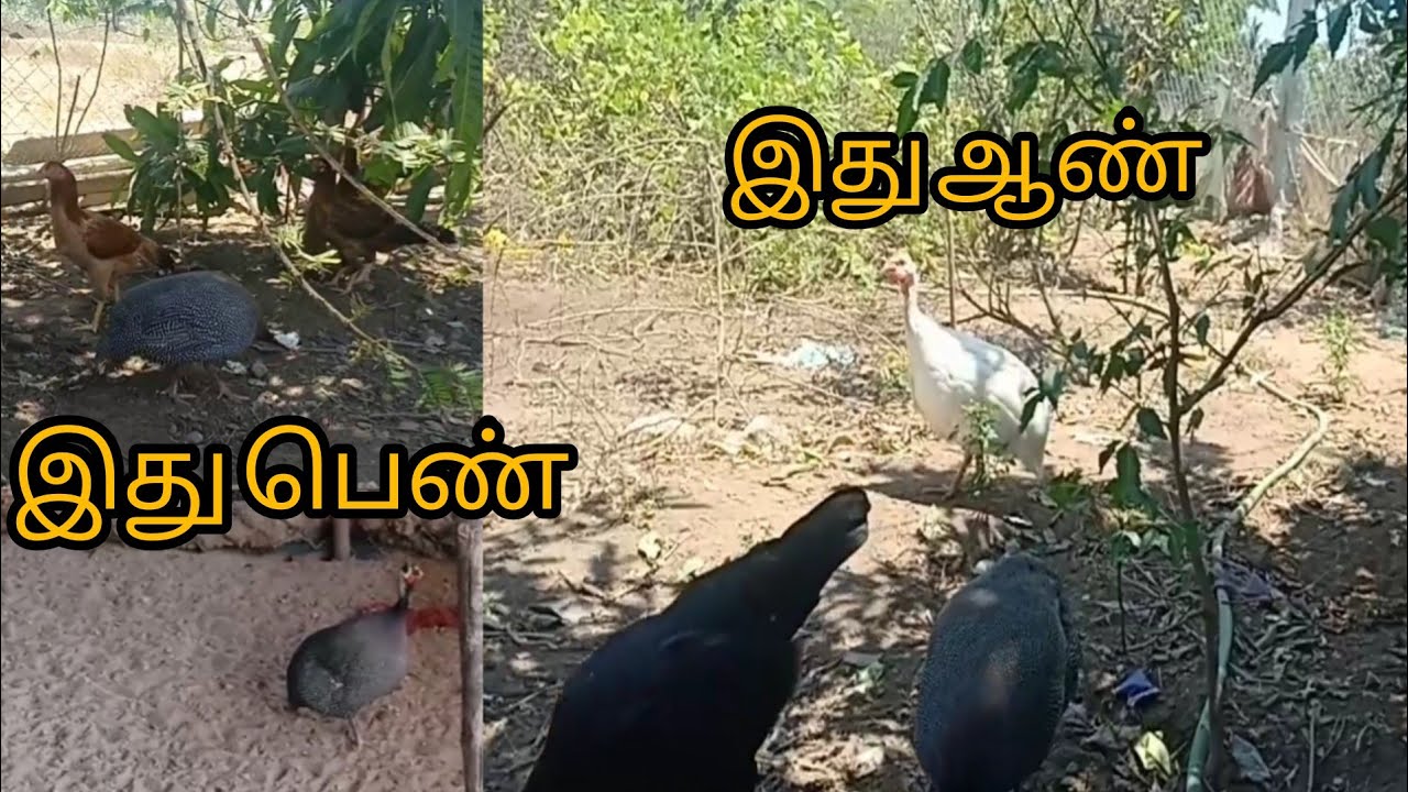 கின்னி கோழியில் ஆண் பெண் கண்டறிவது இனி ஈஸி