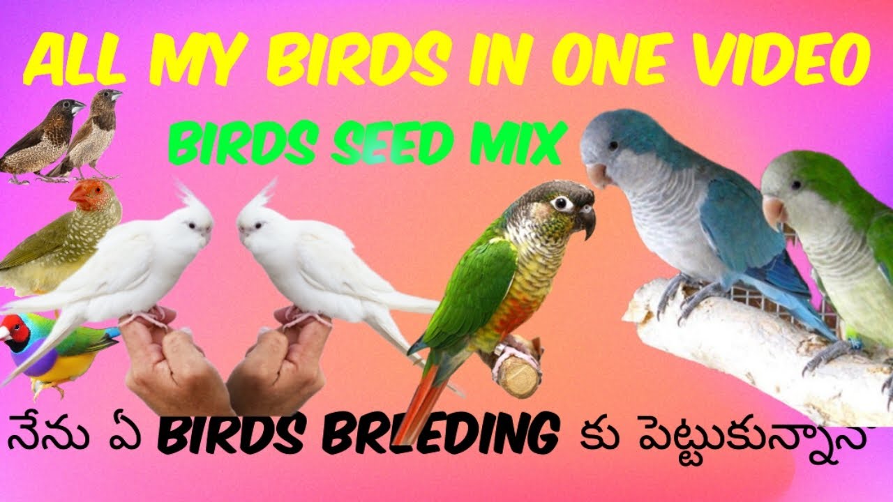 My Birds Room Tour | Telugu | తెలుగు | Птицы среднего класса