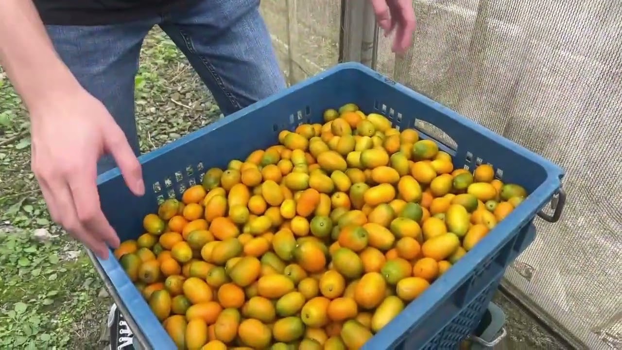 宜蘭歐金金