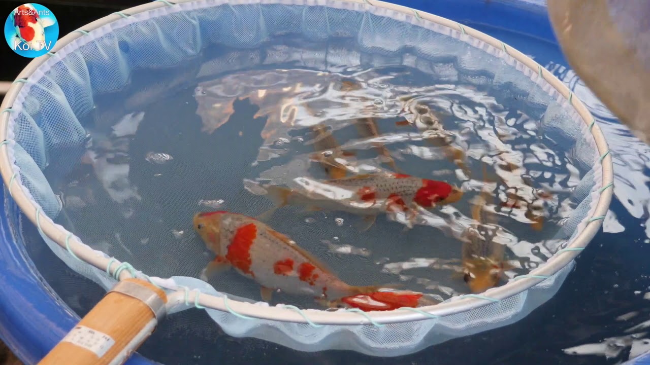 Koihunt verslag | deel 13 | 2018 feb | Arts&Ants | KOI TV