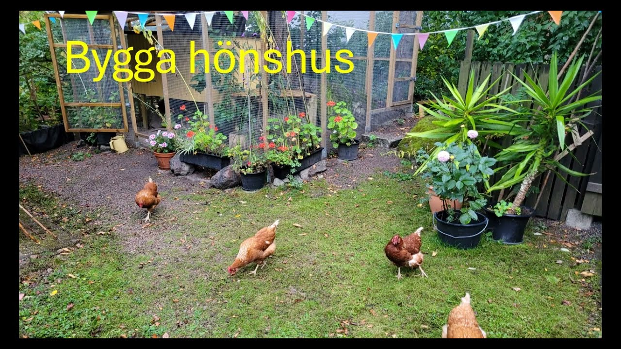 Bygga hönshus