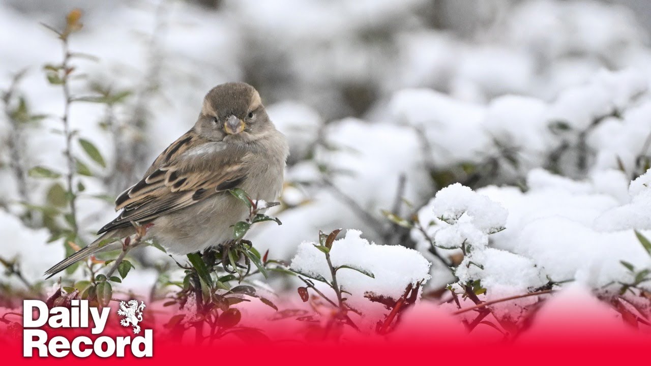 Scotland's snow and ice warning extended into next week with temperatures to feel like -12C