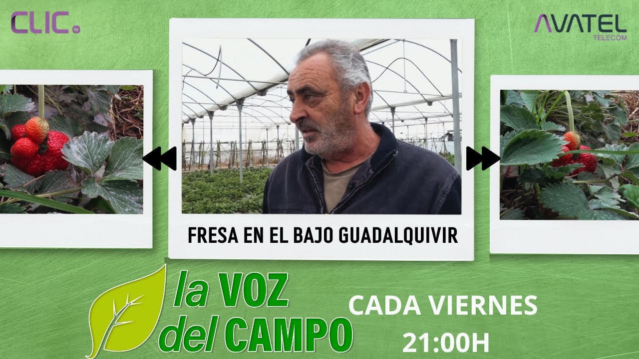FRESA EN EL BAJO GUADALQUIVIR - LA VOZ DEL CAMPO
