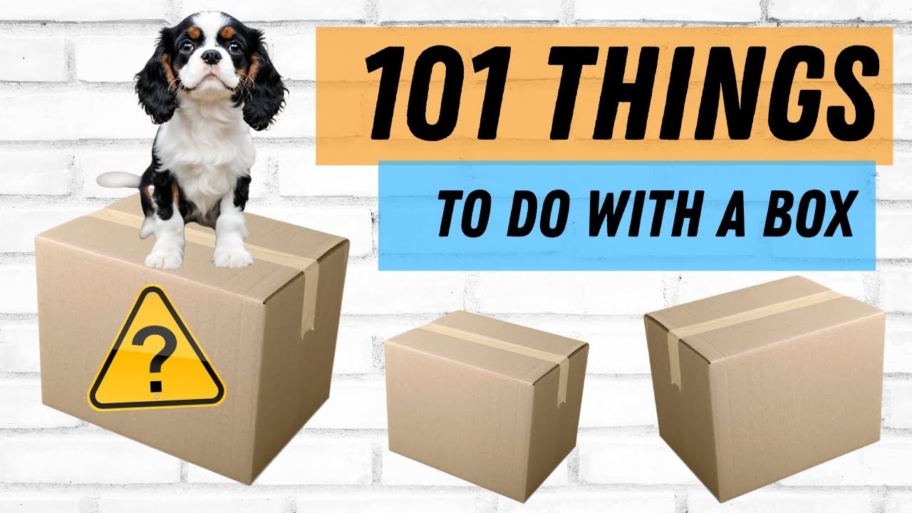 Unlock Your Cavalier Puppy's Mind with 101 Things to Do with a Box 🐶 A Free Shaping Training Game