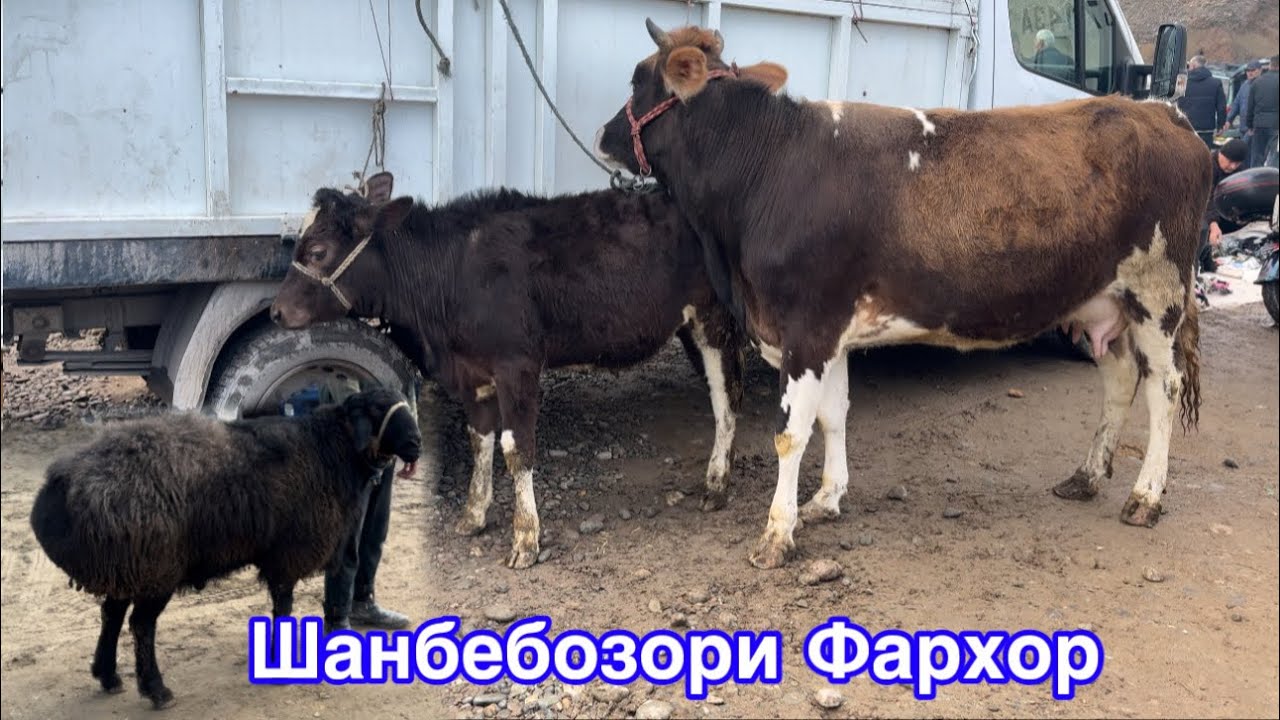 Шанбебозори Фархор Гови ҳирте ва нархи Бука, 14 февраля 2026 г.