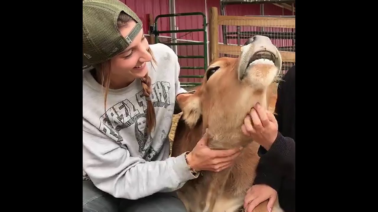 Cows Receive Love - Treating Gentle Animals with Compassion