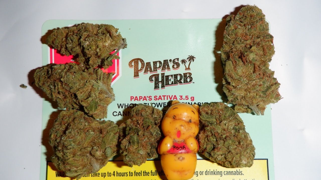 Strain Review Super Lemon Haze By Papa's Herb