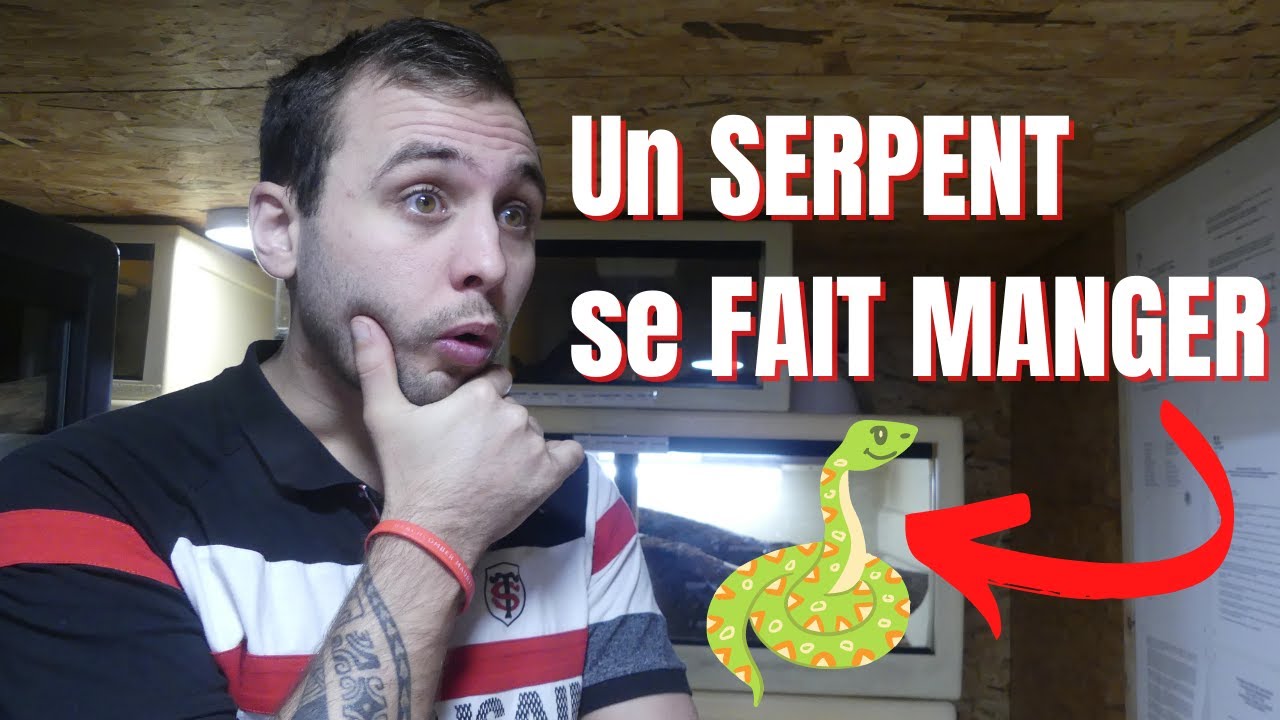 SI tu est SENSIBLE ne REGARDE PAS CETTE VID&Eacute;O !!! - REPTI'STORE