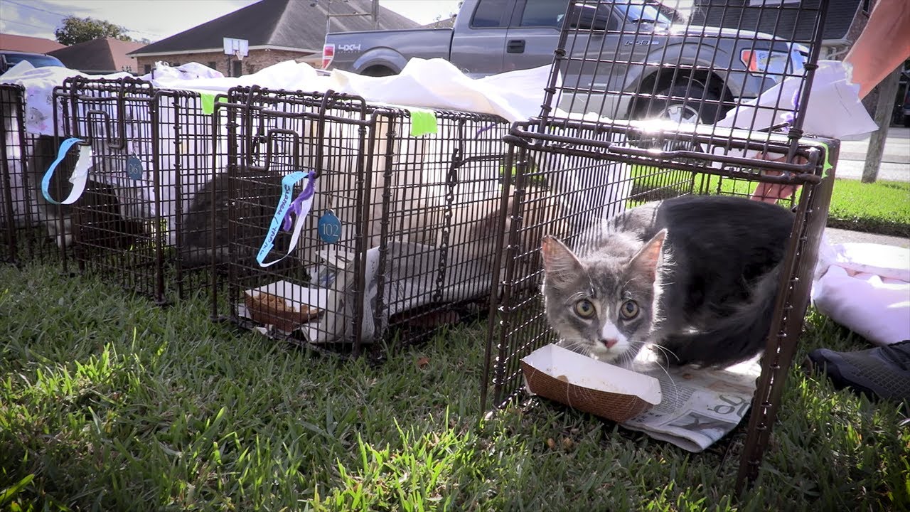 What is TNR (Trap Neuter Return)?