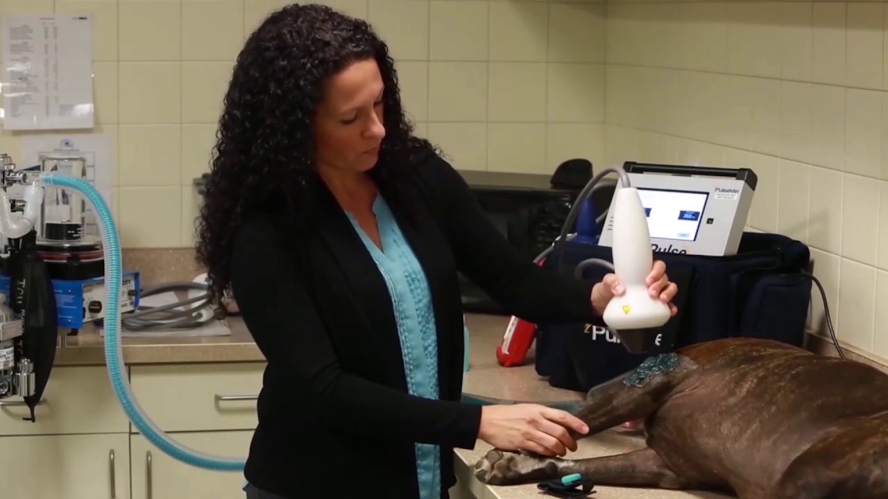 Dr. Carolina Medina & PulseVet Shock Wave Therapy Use on Small Animals