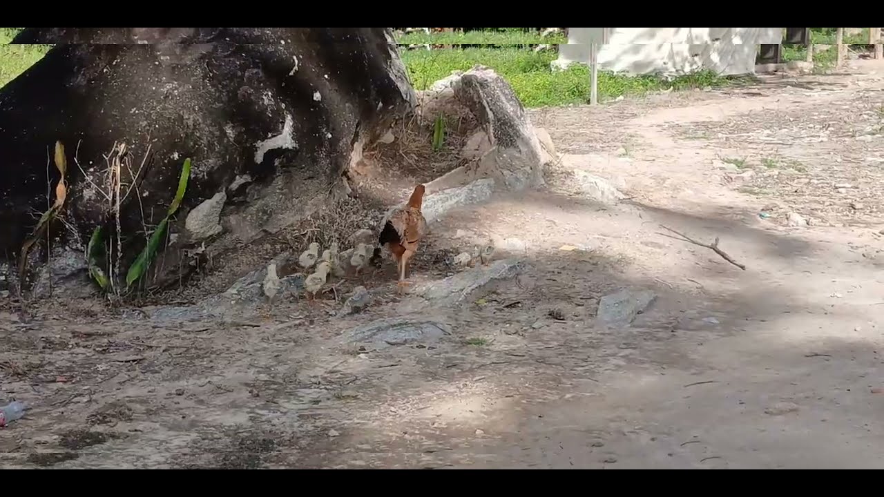 Oi galerinha bora tratar das galinhas 🐔 