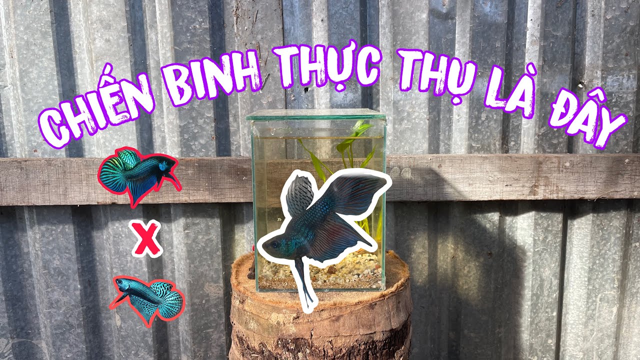Nhà Mới Cho “Chiến Binh” MaHaChai Và Thử Ép Cá Betta Kết Quả Không Ngờ 