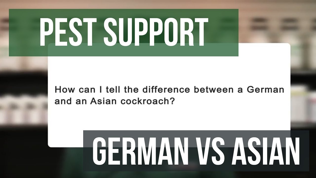 Pest Support: German VS Asian Cockroach