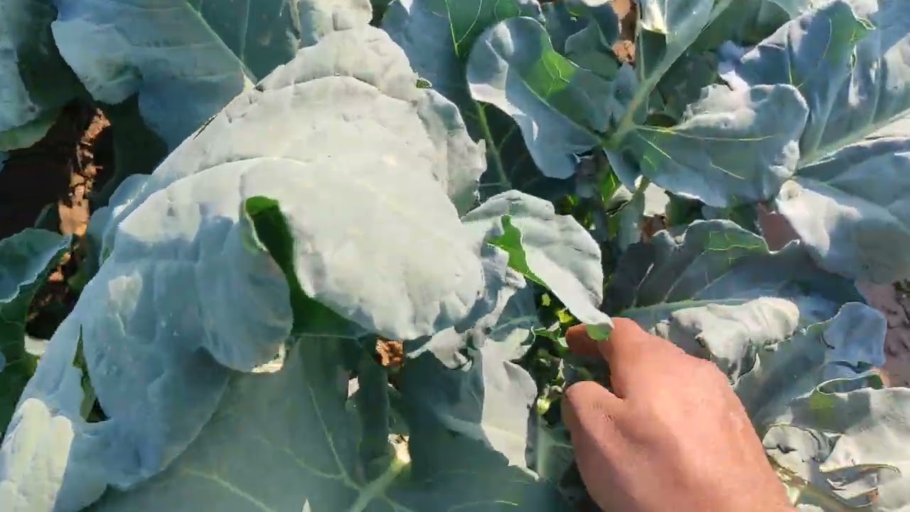 How to Start Agriculture Farming || Low Investment Farming in Pakistan