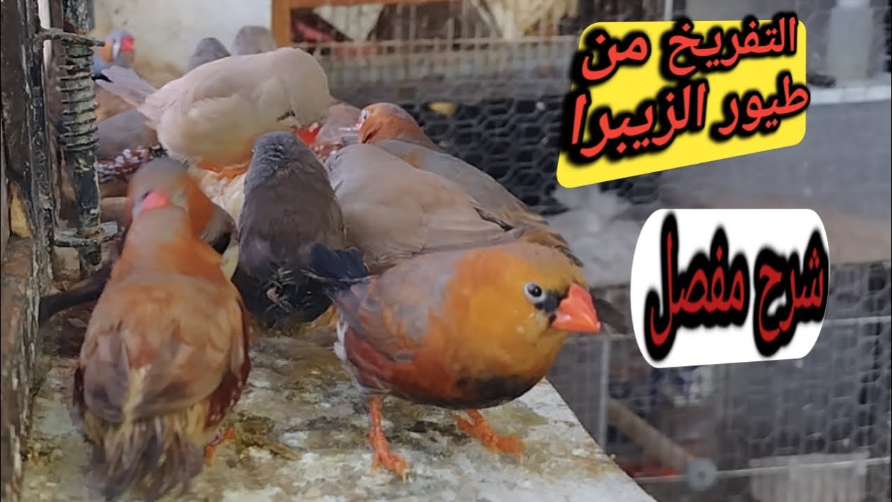 تجنب موت فراخ الزيبرا فينش (@4-G040 )
