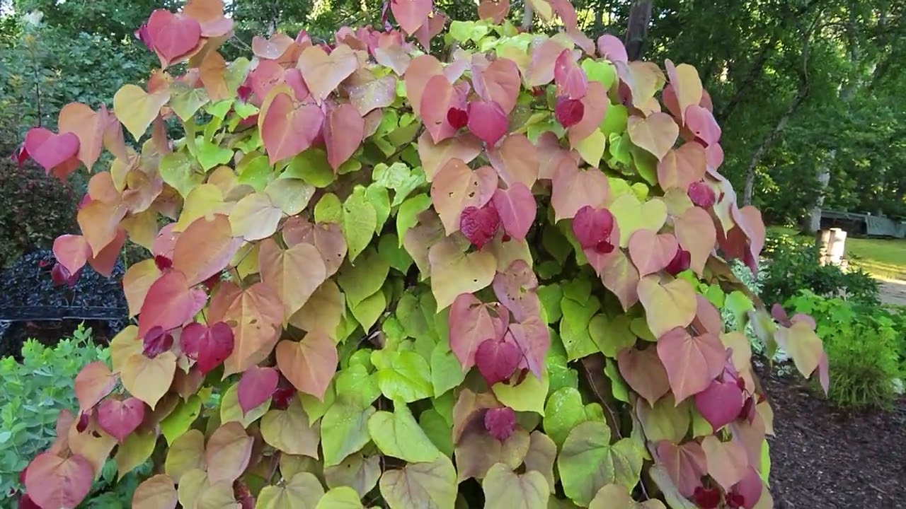 Cape Cod Garden Tour 7-12-23