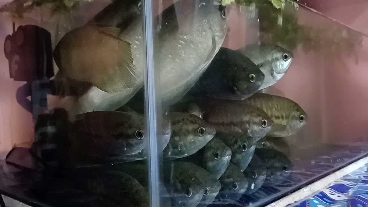 Ternak Ikan Sepat Siam Dalam Akuarium|Hasil Tangkapan Bubu Payung
