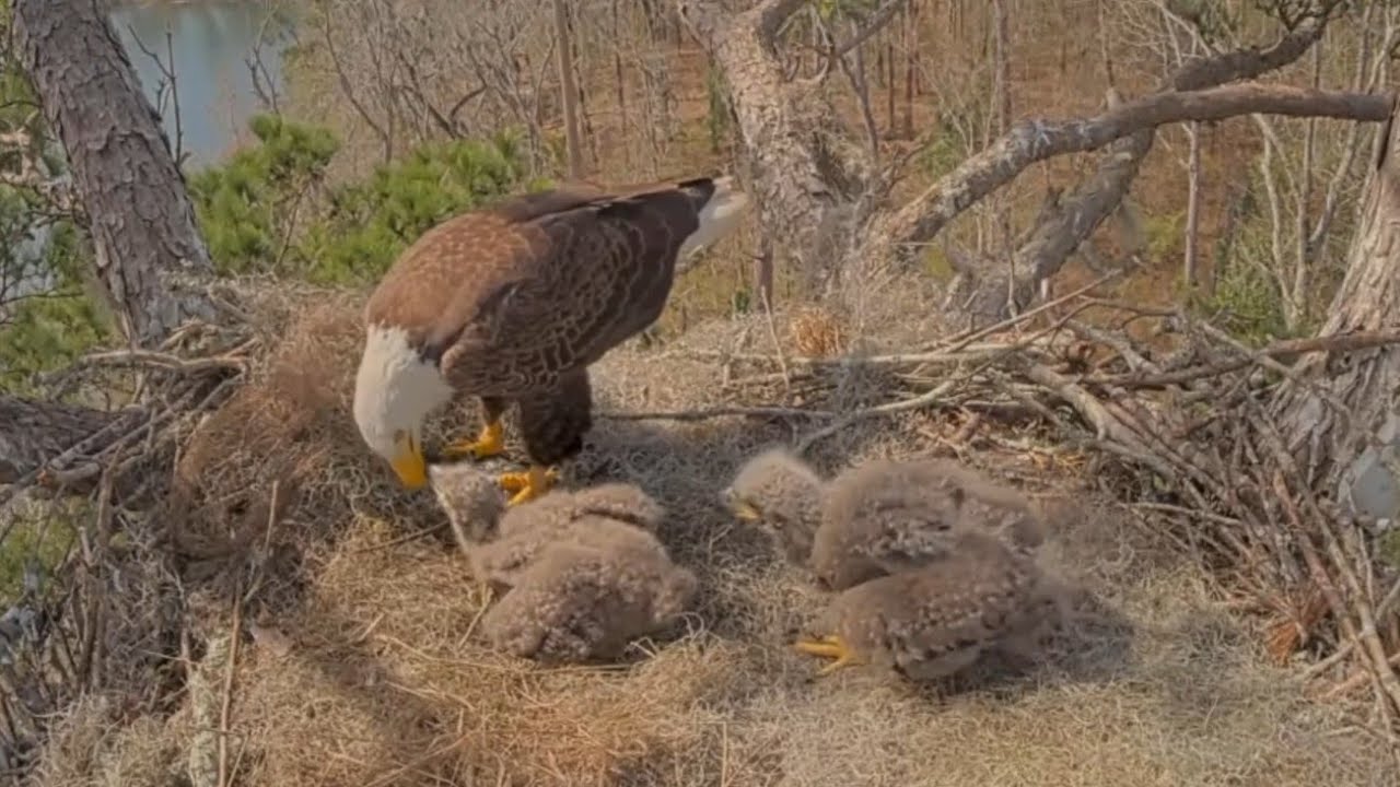Alex II brings fish and feed hungry small eaglet first | Kisatchie National Forest E-3 | Feb 24, 26