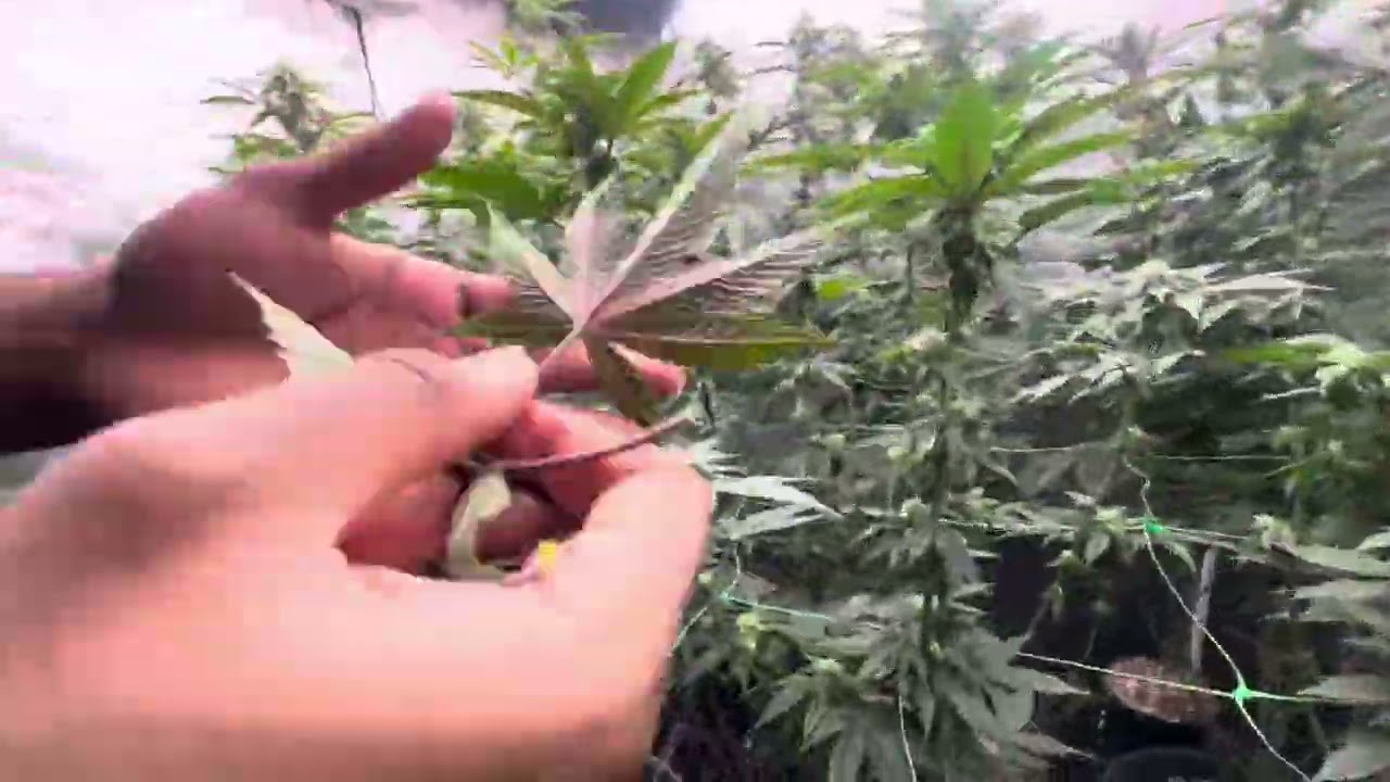 &ldquo;Defoliation During Flower | Indoor Cannabis Grow Week 4&rdquo;