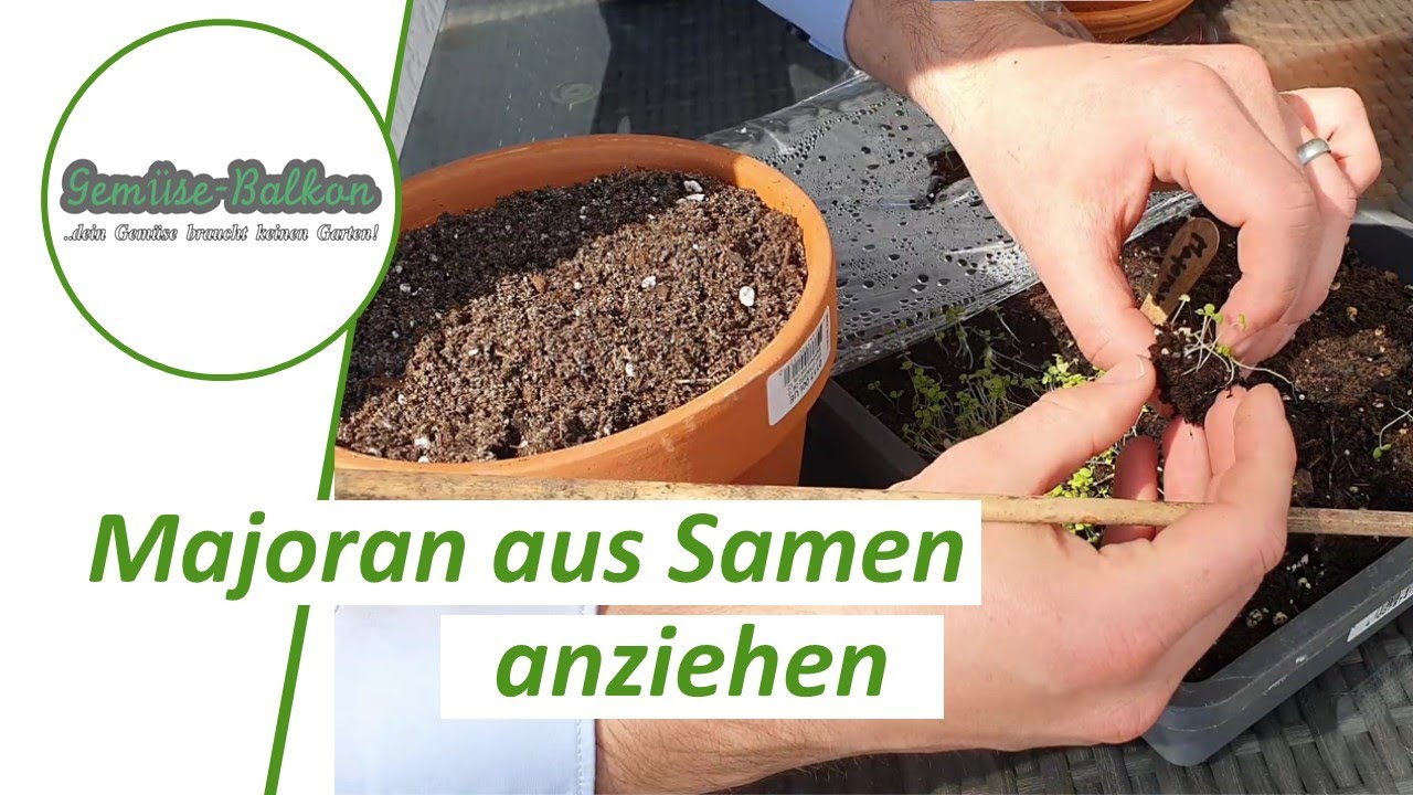 Majoran 🌿 aus Samen anziehen - Anzucht 🌱, vereinzeln, Pflege, Düngen vom Samen bis zur Ernte