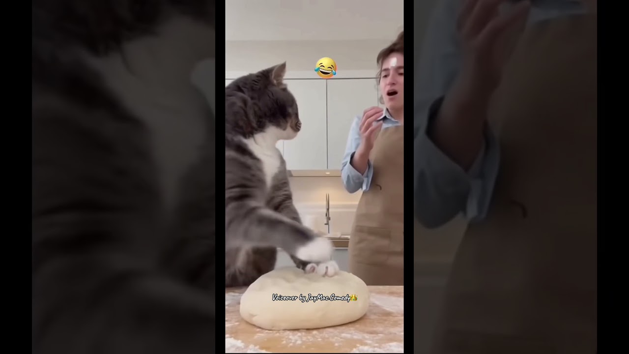 First we gotta knead the dough 😂😂 #cats #voiceover #foryou