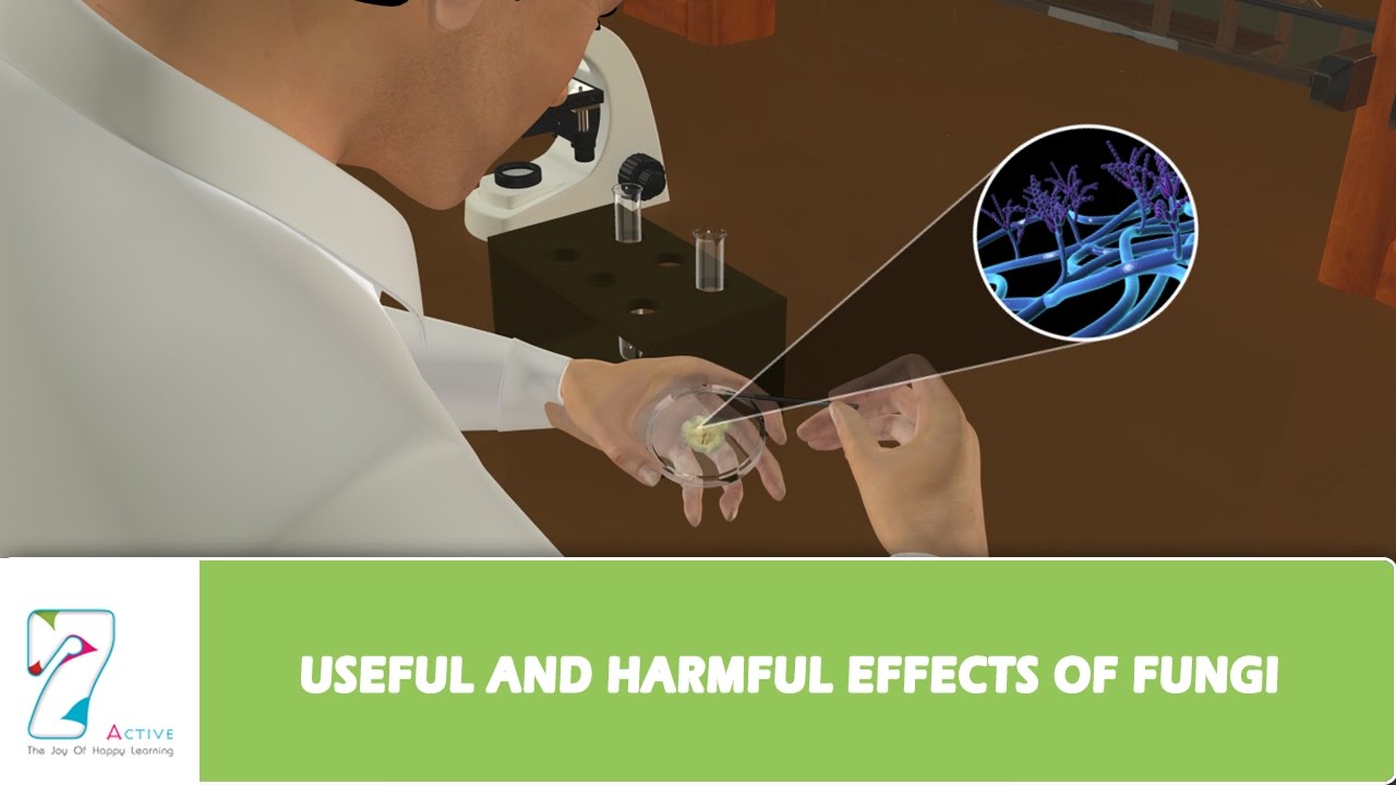 USEFUL AND HARMFUL EFFECTS OF FUNGI