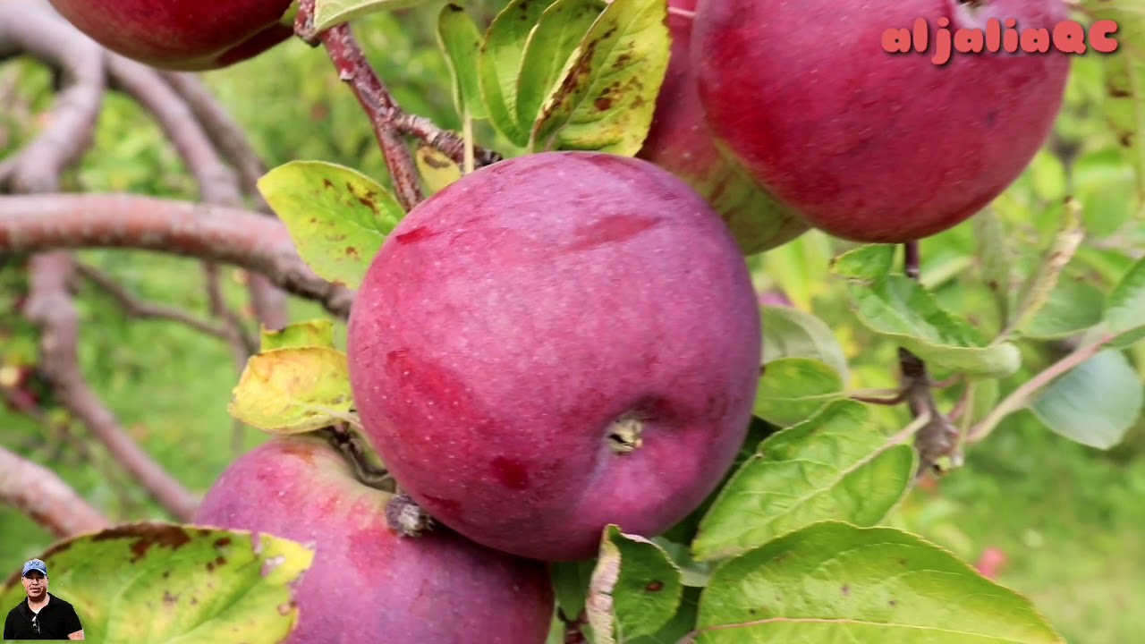 كندا #موسم جني التفاح# autocueillette de pomme