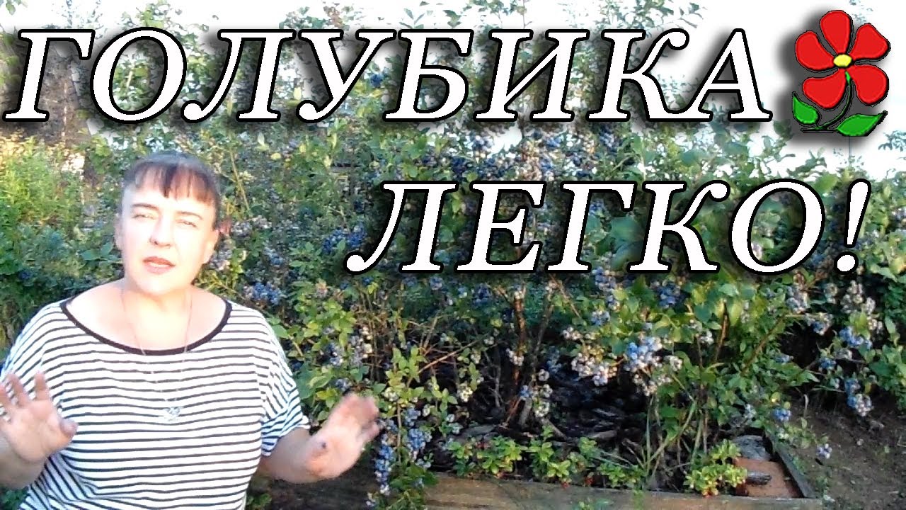 Всё о голубике за 12 минут! Самое важное и достаточное для надёжного получения урожая.
