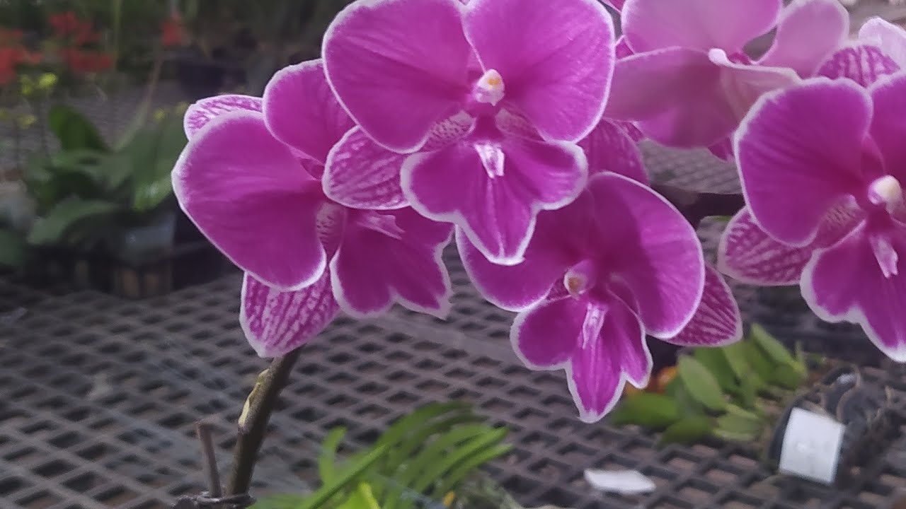Hoa lan Berry đang phát trực tiếp!