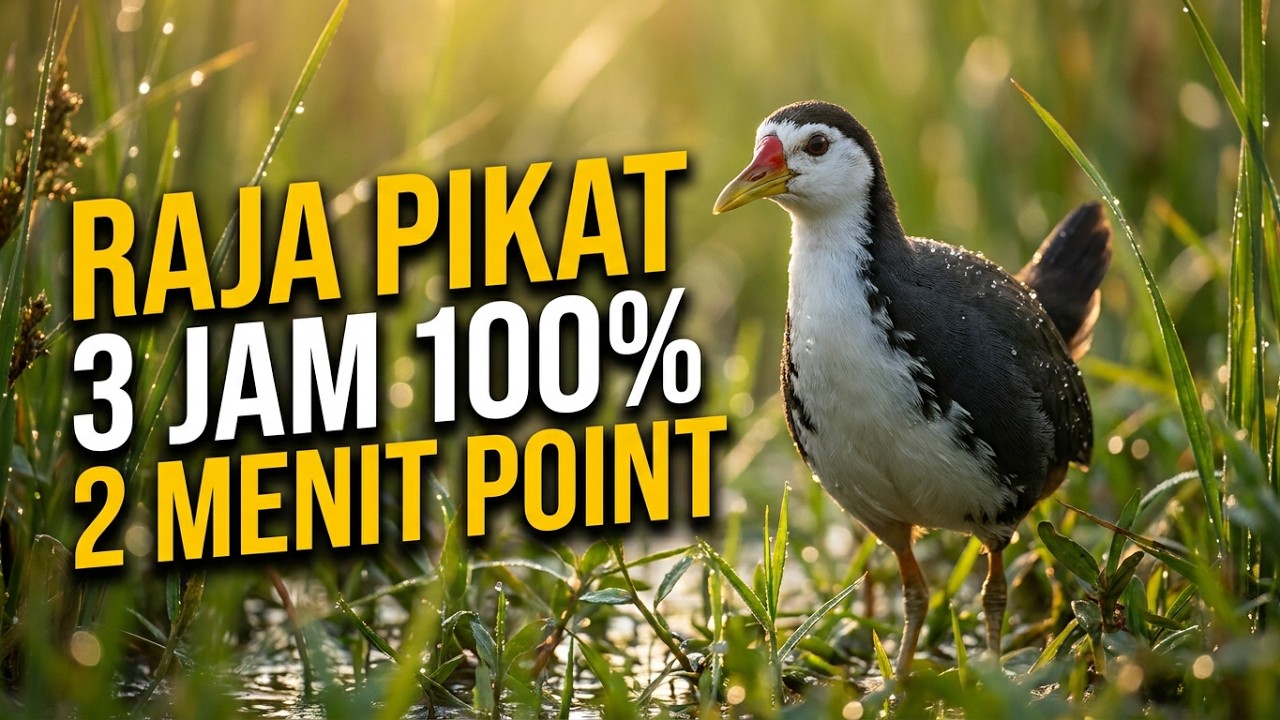 Suara Pikat Burung Ruak Ruak Gak Pake Lama 2 Menit Langsung Point Durasi 3 Jam Nonstop 100% Point
