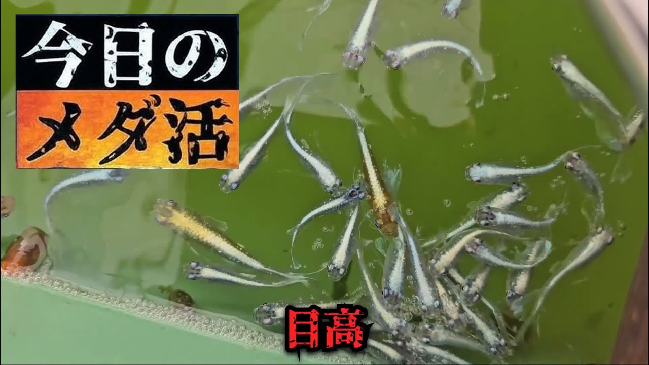 今日のメダ活 2025/11/30 メダカ日誌