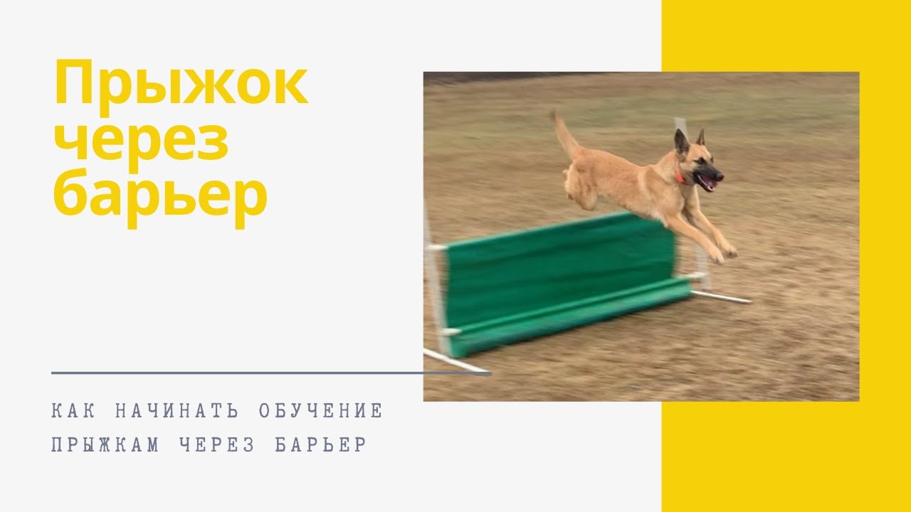 Обучающее видео. Как научить собаку прыгать через барьер.