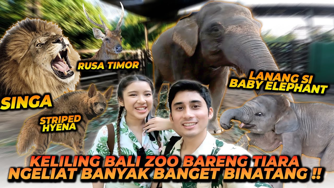 ALSHAD & TIARA ANDINI MAEN SAMA ANAK GAJAH ! ANAK GAJAHNYA LUCU & PINTER BANGET ! KETEMU SINGA GALAK