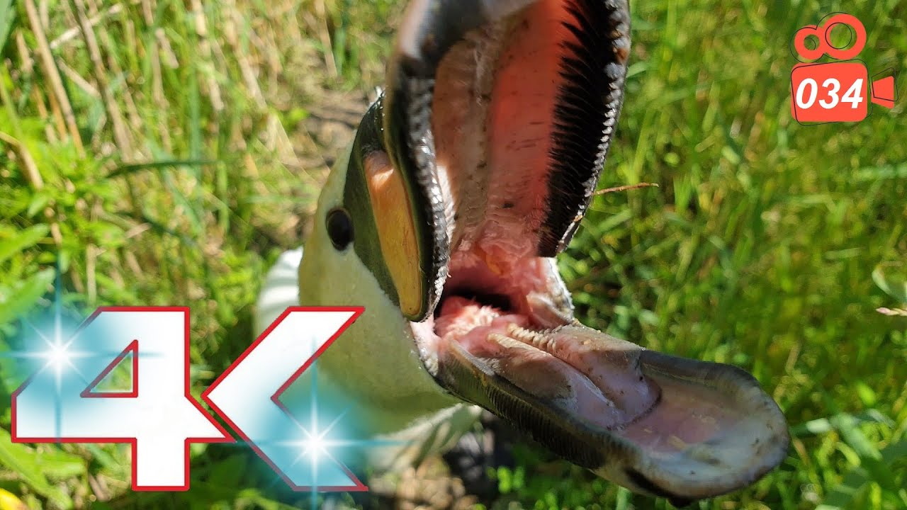 Swan ATTACK ME FULL VIDEO - Hissing Swan Family 4K video 034